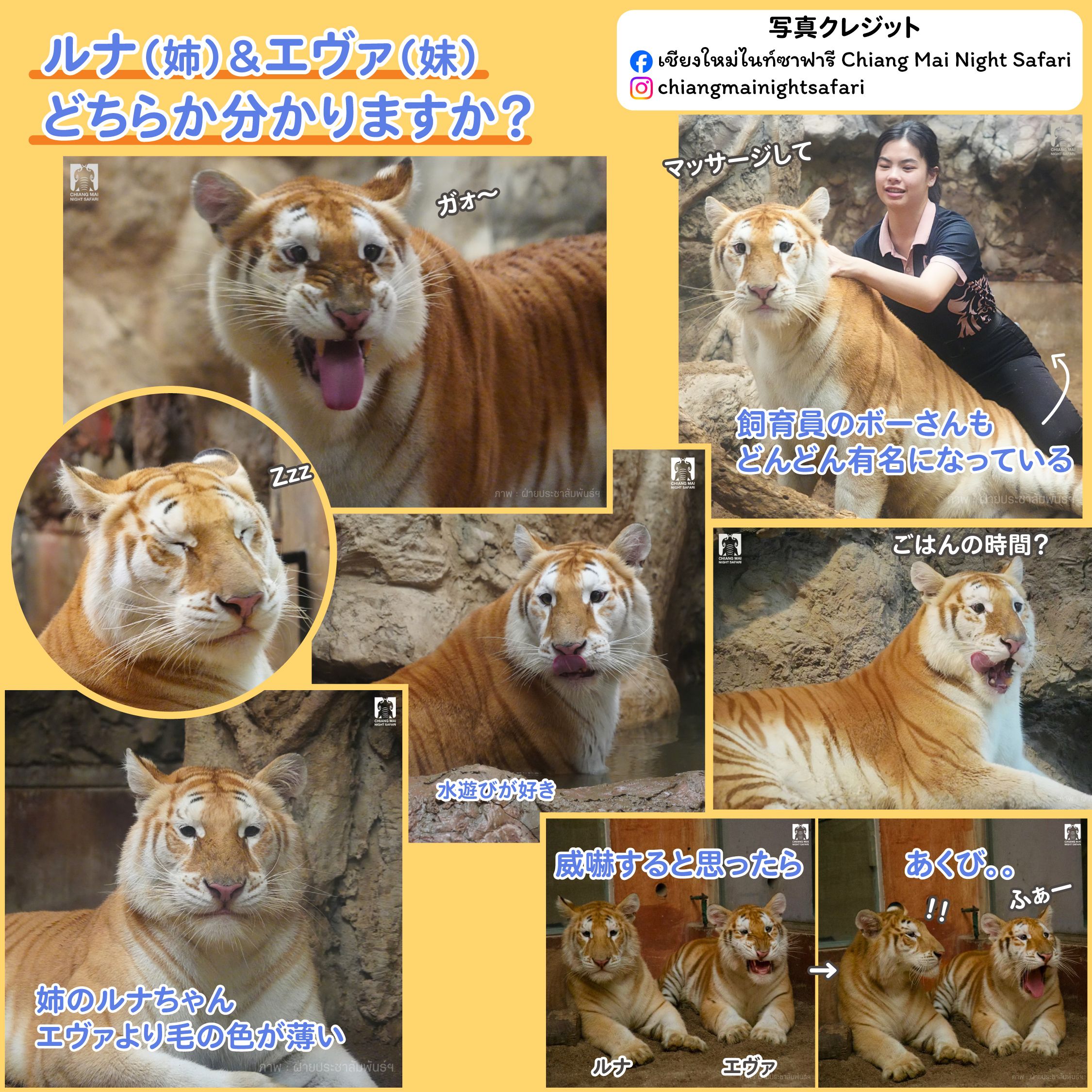 ゴールデンタイガー🐅 - News & Blogs - TE-TOKYO